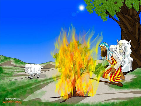 Pewnego dnia, w pobliżu góry zwanej Synaj, Mojżesz zauważył krzew, który płonął, a mimo to nie spalał się. „To dość dziwne – powiedział do siebie Mojżesz. – Może przyjrzę się temu z bliska”. <br/>Ku jego zaskoczeniu, Jahwe przemówił do niego z płonącego krzewu.<br/>„Mojżeszu, nie podchodź bliżej. Stoisz na świętej ziemi. Ja jestem Elohim Abrahama, Izaaka i Jakuba”. <br/>Kolana Mojżesza zaczęły drżeć. Zdjął sandały i zakrył twarz rękami.<br/>Jahwe kontynuował: „Widziałem, jak źle traktowany jest mój lud w Egipcie. Idź do faraona i powiedz mu, żeby pozwolił odejść mojemu ludowi”.<br/>Mojżesz nie był pewien, czy ten pomysł mu się podoba. „Dlaczego mnie posyłasz? – zapytał i zerknął przez palce na płonący krzew. – Jestem nikim ważnym, a w dodatku jestem poszukiwany. Faraon nie uwierzy w ani jedno moje słowo!”. – Slajd 8