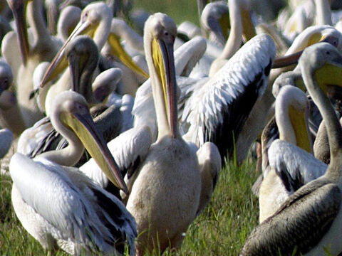 Stado pelikanów<br/>Pelikany białe i dalmatyńskie często widywane są na wodach Merom i Jeziora Galilejskiego. Pelikan jest zaliczany w Biblii do ptaków nieczystych (Kapłańska 11:18; Powtórzonego Prawa 14:17). Jest  ptakiem olbrzymich rozmiarów, ma około 180 cm długości, a rozpiętość jego skrzydeł sięgać może nawet 350 cm.<br/>Foto: National Photo Collection of Israel – Slajd 9