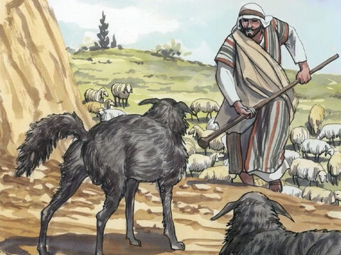 A gdy zobaczył tłumy ludzi, litował się nad nimi, bo byli udręczeni i porzuceni jak owce, które nie mają pasterza. – Slajd 4