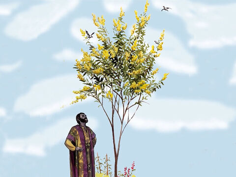 „Należy ono wprawdzie do najmniejszych nasion, ale kiedy wyrośnie, przewyższa warzywa i jest prawie jak drzewo. Nawet ptaki siadają na nim i wiją gniazda pośród jego gałęzi”. – Slajd 10
