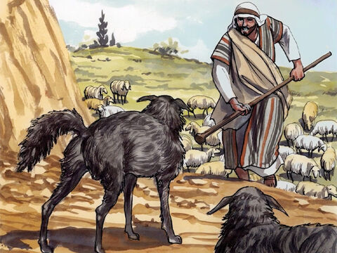 „Ja jestem dobrym pasterzem. Dobry pasterz oddaje swoje życie za owce”. – Slajd 9