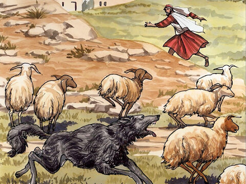 „Najemnik, który nie jest pasterzem ani właścicielem owiec, gdy widzi zbliżającego się wilka, opuszcza owce i ucieka. Wtedy wilk je porywa i rozprasza”. – Slajd 10