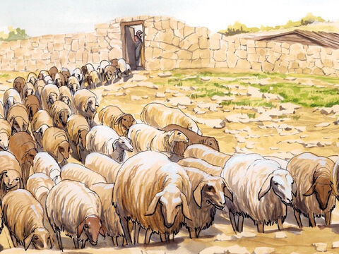 „Mam też inne owce, które nie należą do tej zagrody. Te również muszę sprowadzić. Będą one słuchać mojego głosu. Powstanie jedno stado z jednym pasterzem”. – Slajd 13