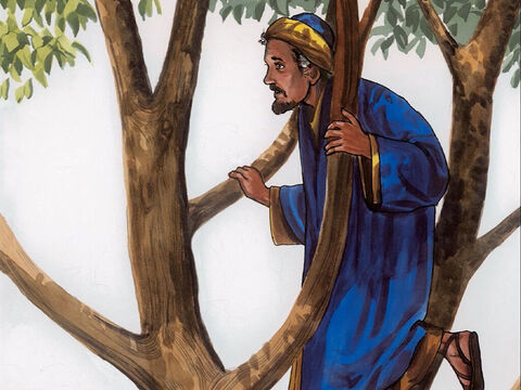 Pobiegł więc naprzód i wspiął się na sykomorę rosnącą przy drodze, którą miał przechodzić Jezus. – Slajd 4