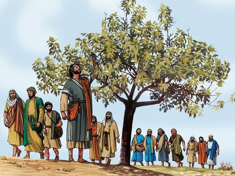 Kiedy Jezus z uczniami opuścili Betanię, Pan poczuł głód. W oddali zobaczył pokryty liśćmi figowiec. Podszedł więc, by się przekonać, czy nie znajdzie na nim owoców. – Slajd 1