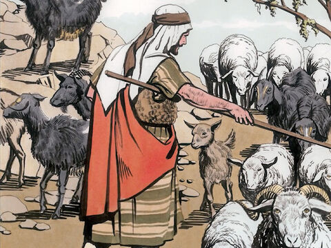 „On zaś rozdzieli ludzi, tak jak pasterz rozdziela owce i kozły. Owce ustawi po swojej prawej stronie, a kozły po lewej”. – Slajd 3