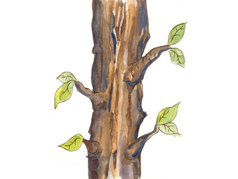 Spojrzał przed siebie i zobaczył drzewo sykomory. Postanowił wspiąć się na to drzewo, aby móc zobaczyć Jezusa. – Slajd 6