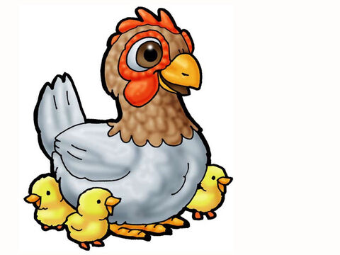 Zwierzęta w stajence – kura i kurczęta – Slajd 27