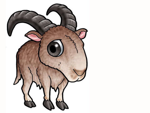 Zwierzęta w stajence – koza – Slajd 29