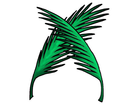 Gałązki palmowe – Slajd 2