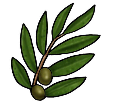 Liść oliwki – Slajd 5
