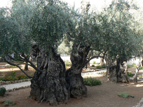 Drzewa oliwne rosnące w ogrodzie Getsemane wciąż przynoszą obfity owoc.<br/>Oliwka (olea europea) jest prawdopodobnie najstarszym uprawianym drzewem owocowym, dostarczającym żywności i opału, wykorzystywanym do produkcji kosmetyków i leków. Używano go również do oświetlania. To drzewo jest bardzo trwałe. Niektóre okazy mają już 2 tysiące lat i ciągle owocują, w przeciwieństwie do większości innych drzew owocowych. Drzewa oliwne są tak cenione, że ich wycinanie lub przycinanie jest zabronione.<br/>Gaj oliwny w Ogrodzie Getsemane robi wrażenie – niektóre tamtejsze drzewa mają około 900 lat i mogą pochodzić od drzew, pod którymi z taką gorliwością modlił się Pan Jezus.<br/>Obecnie oliwki są bardzo zagrożone chorobą bakteryjną o nazwie xyllela fastidiosa. – Slajd 2