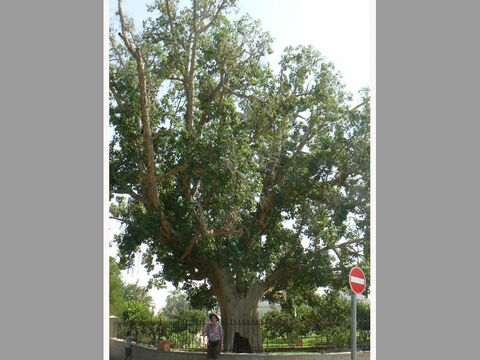 Na zdjęciu sykomora w Jerycho.<br/>Sykomora (ficus sycomorus) to gatunek drzewa figowego, które wyrasta w duże drzewo i jest powszechne w klimacie subtropikalnym Afryki. Rośnie również w niżej położonych obszarach Galilei i Dolinie Jordanu. <br/>Na sykomorę wspiął się Zacheusz w Jerycho, aby zobaczyć Jezusa (zob. Łukasza 19:4). Tylko ewangelista Łukasz opisuje tę historię i dokładnie wspomina gatunek drzewa. Aby zrozumieć wymowę tego tekstu, należy sobie uświadomić, że jesienią na pniach i grubszych gałęziach rosną figi, a pasterze wspinają się po drzewach, aby nacinać owoce i nacierać je oliwą z oliwek. To sprawia, że ​​te owoce –  zwane figami biedaka – są smaczne, gdy zbiera się je kilka tygodni później. To właśnie w Starym Testamencie rozumie się najprawdopodobniej pod pojęciem „pielęgnowanie sykomory” (zob. Amosa 7:14). Zacheusz, bogaty przełożony celników, wiedział o tym, a jednak był gotów utożsamić się z tym najgorszym i zmarginalizowanym zawodem tylko po to, by zobaczyć Jezusa. Jakiej nieprawdopodobnej zmiany doświadczyli on i jego rodzina w wyniku tego spotkania! – Slajd 4