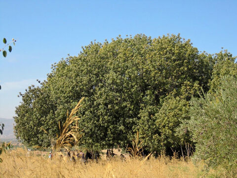 Wielki rozprzestrzeniający się terebint atlantycki w północnym Izraelu.<br/>Dęby (quercus spp) i terebinty (pistacia spp) – pomimo różnic botanicznych te dwa gatunki drzew są ze sobą powiązane . Mają mianowicie podobną korę. Również hebrajskie nazwy ich kory są do siebie podobne:  elah i alah to nazwa kory terebintu, a elon oraz allon dębu. Oprócz tego rdzeń tych słów: „el” lub „al” oznacza też słowo „bóg”. <br/>Dęby i terebinty były z pewnością nie tylko miejscem kultu bałwochwalczego, ale równie dobrze same mogły być przedmiotem kultu i czci. – Slajd 10