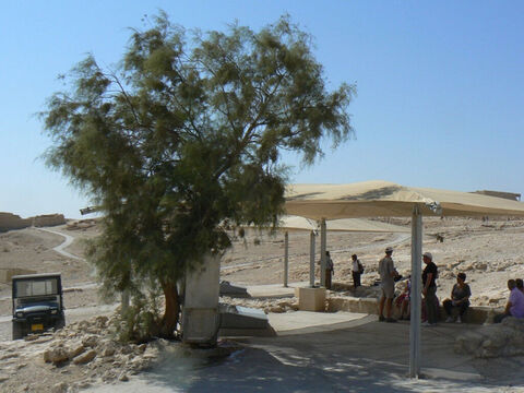 Drzewo tamaryszku zasłaniające fontannę na szczycie Masady w Izraelu.<br/>Tamaryszek (tamarix aphylla) jest znany jako bezlistny tamaryszek, ponieważ to gałązki są zielone. To małe drzewo rosnące na pustyni i suchych dolinach pustynnych jest odporne na zasolona glebę. Wydziela przez gruczoły w swoich „liściach”  sól, która wraz z odparowaniem wilgoci chłodzi powietrze, co sprawia, że tamaryszek orzeźwia powietrze i daje cień na gorącej pustyni. Abraham zasadził takie drzewo w Beer-Szebie, aby przypieczętować traktat (zob. Rodzaju 21:33).<br/>Biblia wymienia dwa inne gatunki tamaryszków: tamaryszek jordański, który tworzy gęste, nieprzeniknione krzewy nad rzeką i może być „zaroślami” z Księgi Jeremiasza 12:5, oraz tamaryszek manna, który może być tym, co dawało mannę Izraelitom wędrującym po pustyni. – Slajd 5