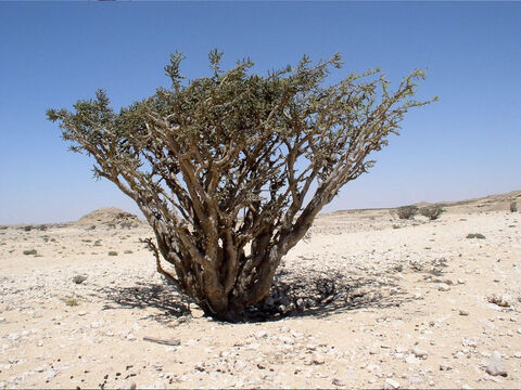 Drzewo kadzidła.<br/>Kadzidłowiec cartera (boswellia sacra) i mirra (commiphora mirra) – obydwa drzewa rosną na terenach półpustynnych, nie pochodzą z Izraela i Jordanii. Istnieje kilka podgatunków tych roślin. Występują na Półwyspie Somalijskim i Arabskim. – Slajd 10