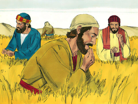 W szabat, dzień odpoczynku, Jezus ze swymi uczniami przechodził wśród pól obsianych zbożem. Jego uczniowie byli głodni, dlatego zaczęli zrywać kłosy, kruszyć je w rękach i jeść. – Slajd 1
