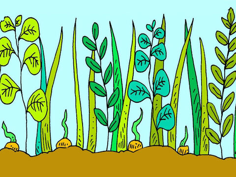 Niektóre nasiona wpadły między chwasty. Chwasty urosły większe niż nowe rośliny, które nie miały miejsca na wzrost i zmarniały. – Slajd 6