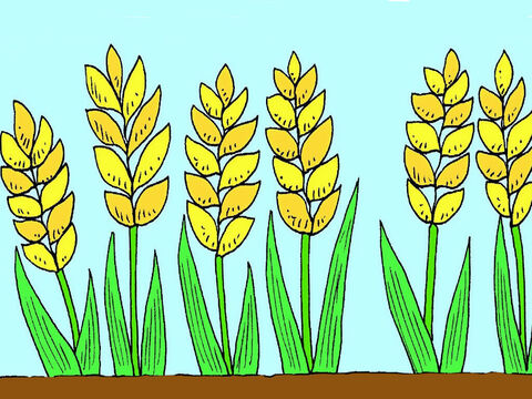 Jednak pozostałe nasiona spadły na dobrą ziemię i rozwinęły się w duże, silne rośliny. Rośliny te miały mnóstwo nowych nasion w czasie żniw. – Slajd 7