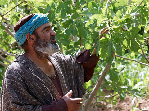 Jezus opowiada przypowieść o drzewie figowym, które nie przyniosło owocu. (Łukasza 13:6-9) – Slajd 1