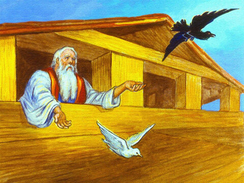 Niedługo potem Noe wysłał kruka i gołębia. – Slajd 40