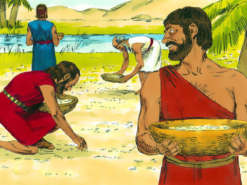 Każdy Izraelita zaczął zbierać „Co to jest?”, czyli mannę. Przypominała ona ziarna kolendry i smakowała jak placek z miodem. – Slajd 20