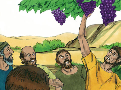 Kiedy dotarli do doliny Eszkol, ucięli gałąź winorośli z jedną kiścią winogron. – Slajd 10