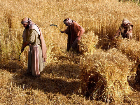 Po usunięciu trujących chwastów robotnicy będą mogli zebrać plon pszenicy. – Slajd 14