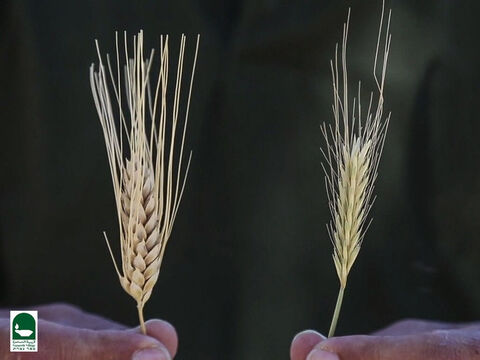 To zdjęcie pokazuje pszenicę i kąkol w czasie żniw. Czy możesz odgadnąć, który kłos jest pszeniczny, a który to kąkol? – Slajd 18