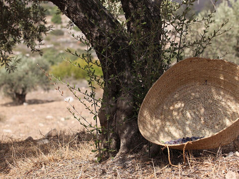 Mojżesz powiedział Izraelitom, że Kanaan to kraina oliwek (Powtórzonego Prawa 6:11). Produkty z oliwek były ważne w historii Narodu Wybranego. – Slajd 1
