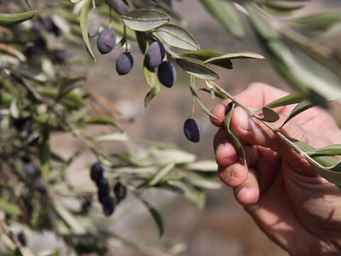 Młode drzewo oliwne wydaje owoce dopiero po 7 latach i osiąga dojrzałość w wieku 14 lat. Z jednego drzewa można uzyskać około 75 litrów oliwy. – Slajd 2