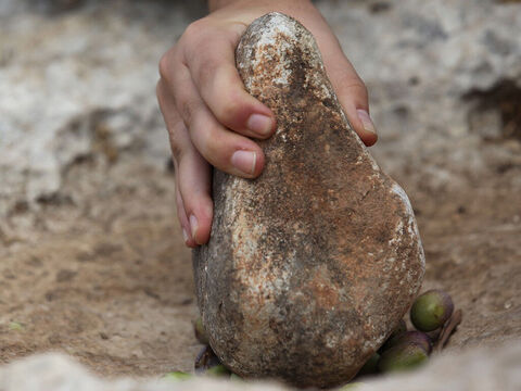 Oliwki były miażdżone, aby uzyskać oliwę. Można to było zrobić na małą skalę za pomocą kamienia. – Slajd 8