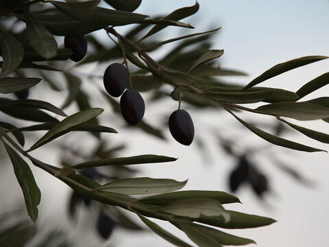 Odkąd gołębica wysłana przez Noego powróciła z gałązką oliwną (Rodzaju 8:11), drzewo oliwne było symbolem pokoju. Oliwa była również symbolem Ducha Świętego (1 Jana 2:27). – Slajd 30