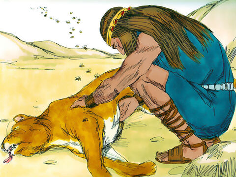 W drodze do Timny Samsona zaatakował młody lew. Duch Pana zstąpił na niego i rozerwał tego lwa gołymi rękoma. Gdy po pewnym czasie Samson wrócił do Timny, aby ożenić się z tą kobietą, zboczył z drogi, bo zobaczył szczątki lwa, a w jego ciele były pszczoły i miód. Nabrał go więc do rąk i jadł. – Slajd 14
