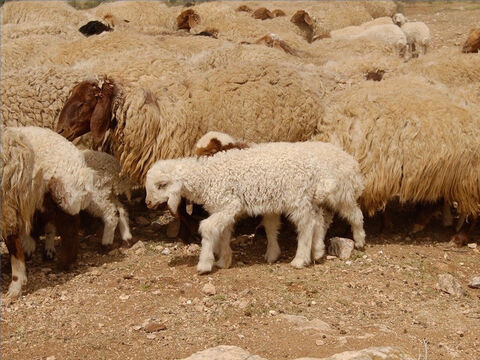 Owce były bardzo ważną częścią życia w czasach biblijnych, a słowo „owca” pojawia się w Biblii ponad 500 razy. Hiob miał 14 tysięcy owiec. Mojżesz otrzymał ponad 600 tysięcy owiec, gdy pokonał Madianitów, a przy poświęceniu świątyni Salomon złożył ofiarę z 120 tysięcy owiec i kóz. – Slajd 1