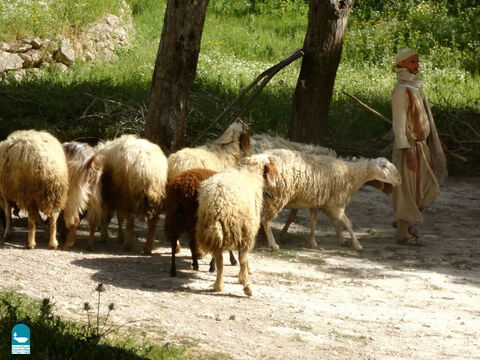 Owce były bardzo zależne od pasterza. On ochraniał je i prowadził na dobre pastwiska i do świeżej wody. Owca bez pasterza znajdowała się w poważnym niebezpieczeństwie (Liczb 27:17). – Slajd 3