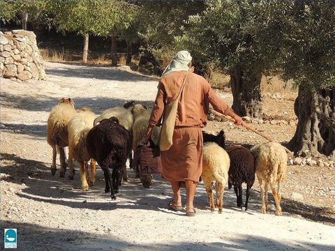 Ezechiel mówił o zwyczaju przechodzenia owiec pod laską pasterza w trakcie ich liczenia (Ezechiela 20:37). Co dziesiąta owca przechodząca pod laską została poświęcona na ofiarę (Kapłańska 27:32). – Slajd 7