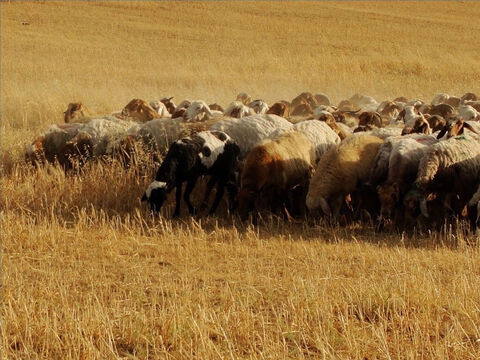 Wiosną w Izraelu było mnóstwo zielonych pastwisk, a owce pasły się w pobliżu domu pasterza. Po zbiorach zboża, gdy biedni zebrali pozostałości plonów, owce mogły się też żywić na ścierniskach. – Slajd 9