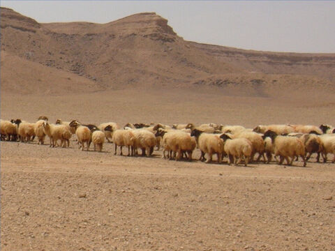 Kiedy to się wyczerpało, pasterz prowadził owce na świeże pastwiska (Psalmy 79:13). Gdy nadchodził upał, trawa zamieniała się w siano. – Slajd 10
