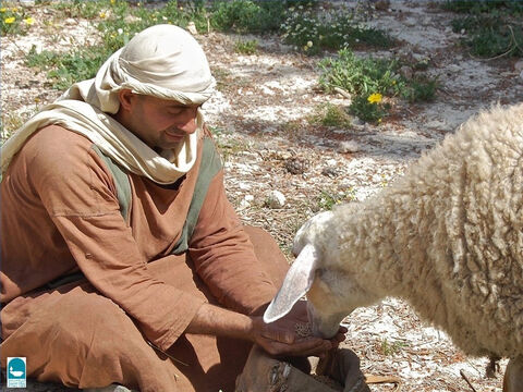 Późną jesienią i zimą, jeśli pasterz nie mógł znaleźć pastwisk, musiał sam nakarmić owce (Izajasza 40:11, Micheasza 7:14). Czasami pasterze ścinali liściaste gałęzie dla swoich stad. – Slajd 11