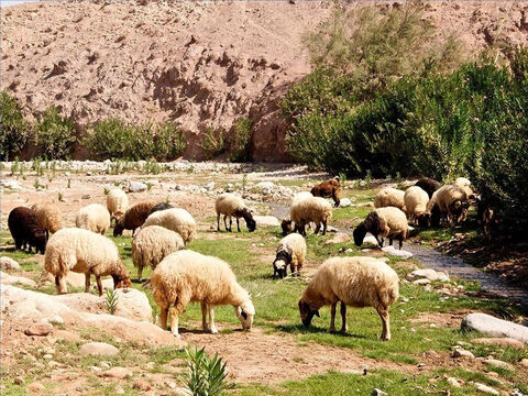 Bardzo ważne było znalezienie wody dla owiec. Pasterze prowadzili swoje trzody do płynącej wody, ale nie rwącej, aby uniknąć zamętu wśród owiec (Psalmy 23: 2). – Slajd 12