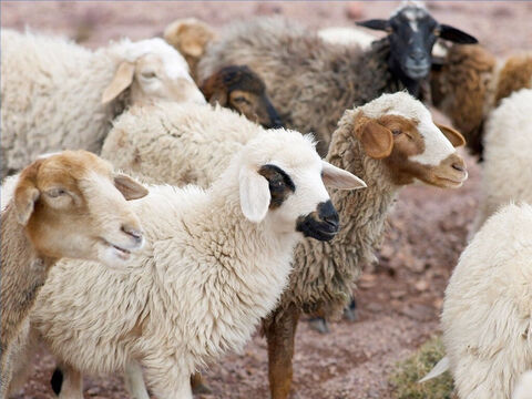 Kilka stad mogło paść się na jednym pastwisku i przebywać w jednej owczarni. Owce znały jednak głos swego pasterza i szły za nim, gdy je zawołał (Jana 10:4–5). Rozproszone owce zbierały się razem zawołane przez pasterza (Ezechiela 34:12-13). – Slajd 17