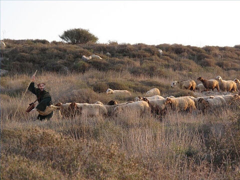 Pasterze na Bliskim Wschodzie nie zaganiają swoich owiec, ale prowadzą je, a owce idą za pasterzem. Pomocnik może podążać za trzodą, aby pomóc opieszałym (Jana 10:4). – Slajd 18