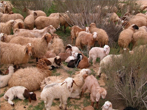 Pasterze znali imiona swoich owiec (Jana 10:3). – Slajd 19