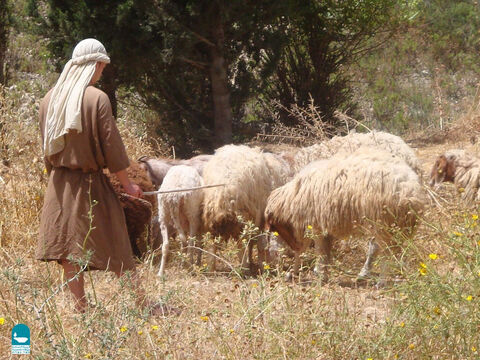 Pasterze ze stadami liczącymi ponad 150 owiec często zatrudniali do pomocy robotników. Najemnicy jednak nie troszczyli się zazwyczaj tak dobrze o owce, jak ich właściciel (Jana 10:12). – Slajd 20