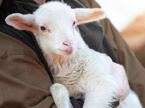 Jezus opowiedział przypowieść o dobrym pasterzu, który poszedł szukać jednej z zagubionych owiec. – Slajd 21
