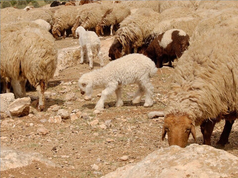 Owce były składane w ofierze za grzechy. Młodego samca składano w ofierze dziękczynnej lub pokutnej. Najważniejszym aktem religijnym w roku była złożenie w ofierze nieskazitelnego baranka paschalnego. – Slajd 24