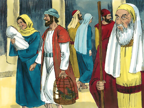 Czterdzieści dni po narodzinach Maria i Józef zabrali Jezusa do świątyni na uroczystość oczyszczenia. Zazwyczaj ofiarowano wtedy w ofierze baranka. Maria i Józef byli jednak biedni i złożyli w ofierze parę gołąbków lub synogarlic. – Slajd 2
