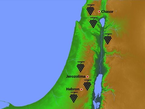 W starożytnym Izraelu najlepsze miejsca do uprawy winnic znajdowały się w pobliżu Hebronu i Górnej Galilei. To właśnie w dolinie Eszkol, niedaleko Hebronu, 12 szpiegów wysłanych do Kanaanu ucięło gałąź z kiścią winogron. – Slajd 5