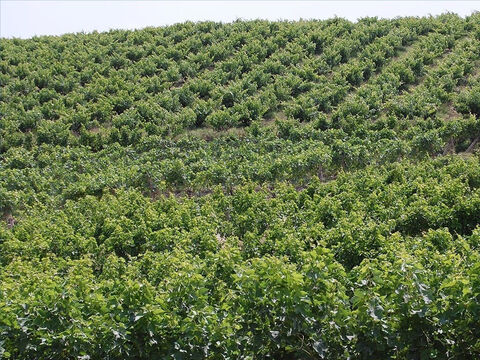 Chociaż winnice były sadzone w całym Izraelu, to najlepszym miejscem były zbocza wzgórz. To na „urodzajnym wzgórzu” została zasadzona winnica z przypowieść Izajasza. – Slajd 4